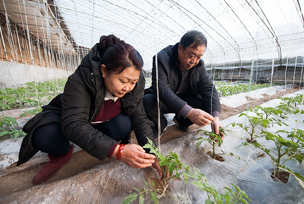内蒙古巴彦淖尔市:科技下乡打造设施农业