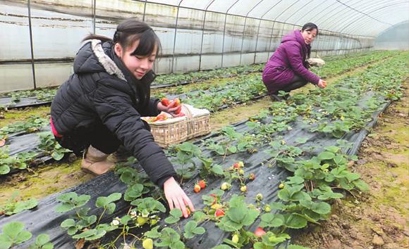 һһƷ Ĵ䷢չɫũҵ