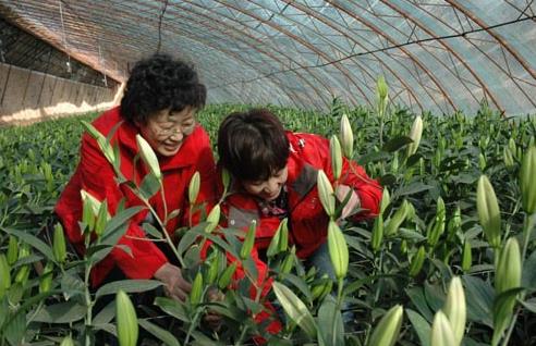 河北平泉县农民迎新春 创业致富唱“主角”