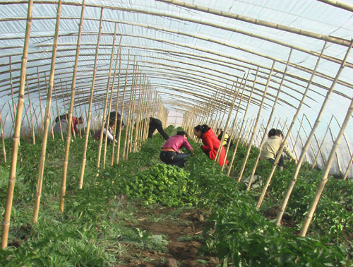 ߲˰ԭг ɫũҵòũ¸