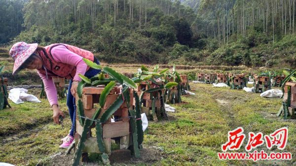 广东肇庆市:特色种植产业助力“创先”提速