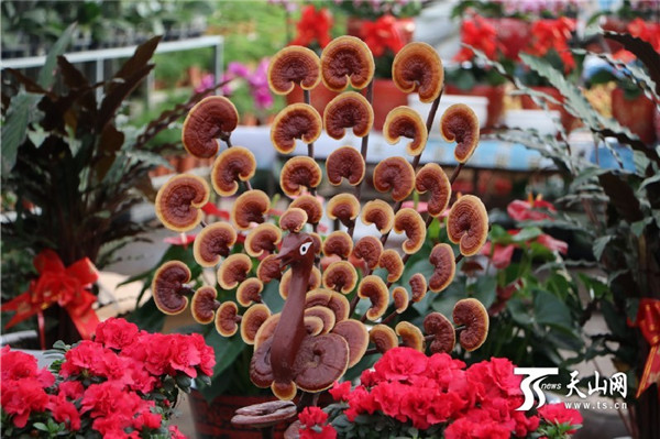 新春花卉扮靓新疆石河子