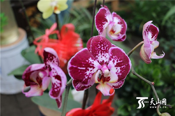 新春花卉扮靓新疆石河子2