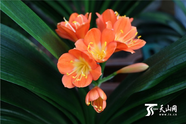 新春花卉扮靓新疆石河子3