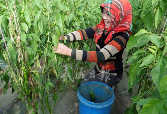 村民采摘成熟的辣椒。