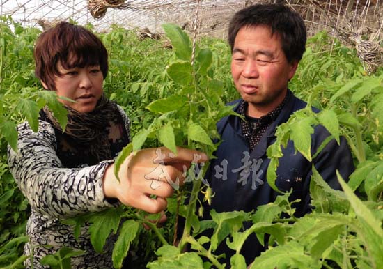 技术员指导种植户如何防治温室西红柿病虫害。