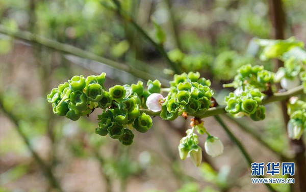 天津蓟县马伸桥镇蓝莓花开正当时