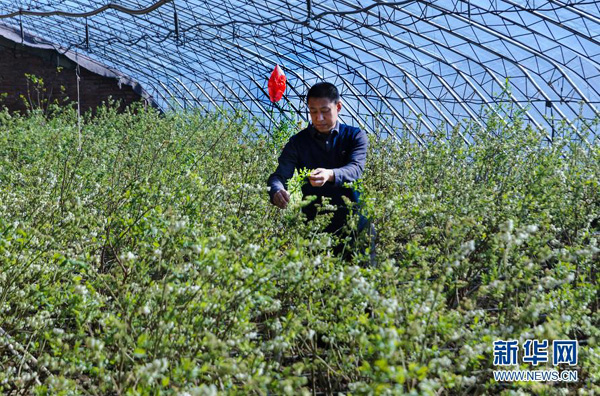 2月14日,种植户剪去无法结果的晃花,以保证蓝莓的良好生长。