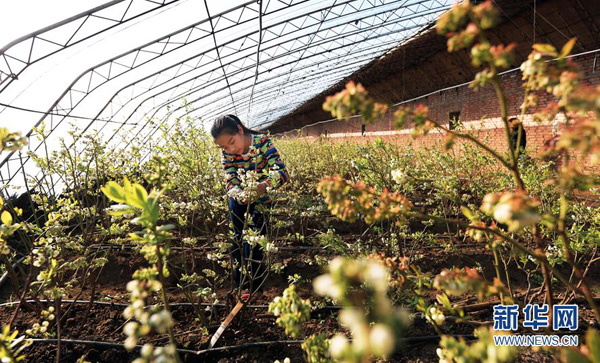 2月14日,种植户剪去无法结果的晃花,以保证蓝莓的良好生长。