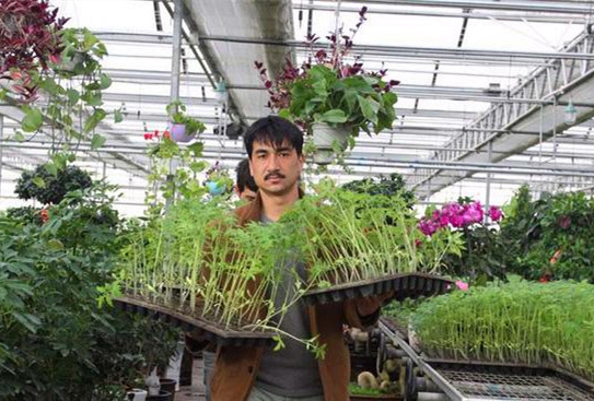 新疆乌什县冬季菜苗“出炉” 助菜农增收