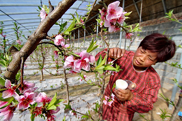 河北省邯郸县:正月温室桃花艳