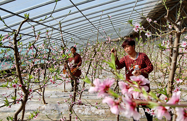 2月17日,果农在硕果春农业园大棚内为桃花授粉。