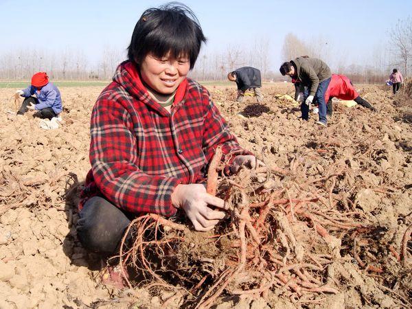 安徽亳州谯城区牛集镇:早春抢农时,药材忙采收