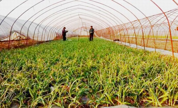 江苏丰县梁寨镇大棚蒜苗喜获丰收