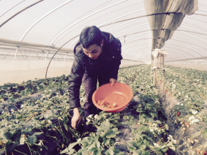 江苏镇江平山草莓:新年里孕育增收希望