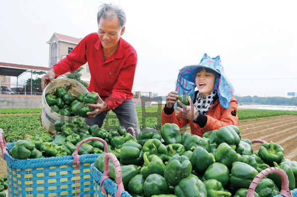 ���������ﶬ�˳�Ϊũ��ҡǮ����