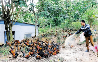 海南三亚:山鸡孵出“金蛋蛋”