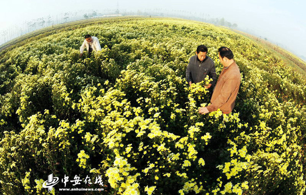 Âäʵ¡°µ÷ת´Ù¡± °²»ÕÙñÖÝÏÖ´úÖÐÒ©²úÒµ¼¯¾ÛЧӦ͹ÏÔ