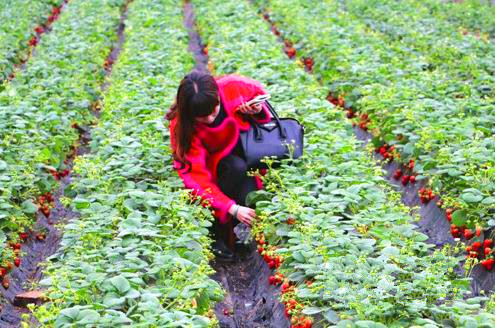 ËÄ´¨ãòÖÝ£ºÉú̬ũҵ °çö¦Ïç´å¸»ÁË´åÃñ