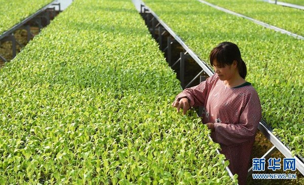 227գڹɳƽ̬ũҵʾһλũ硣