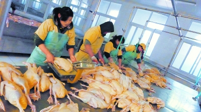 宏光肉鸭专业合作社社员,正在对从河北基地运来的鸭坯进行分拣、称重。