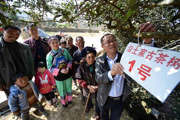 贵州沿河:“千年古茶”助民增收