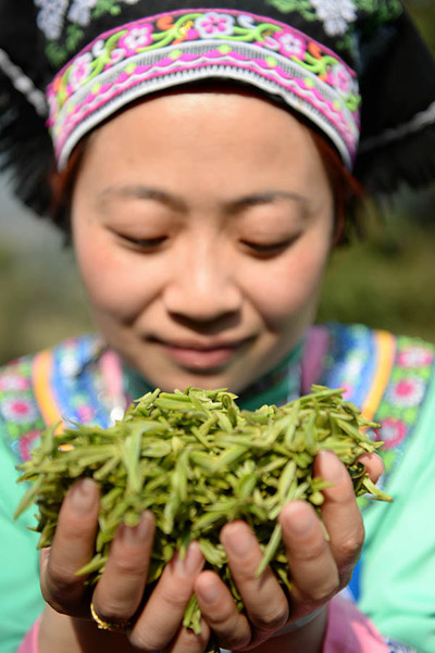 3月1日,在贵州省沿河土家族自治县塘坝镇榨子村,一位土家族姑娘在展示今年刚采摘的茶青。
