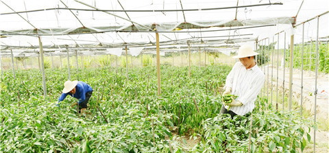 㶫βչɫũҵ ֲ޹߲300Ķ