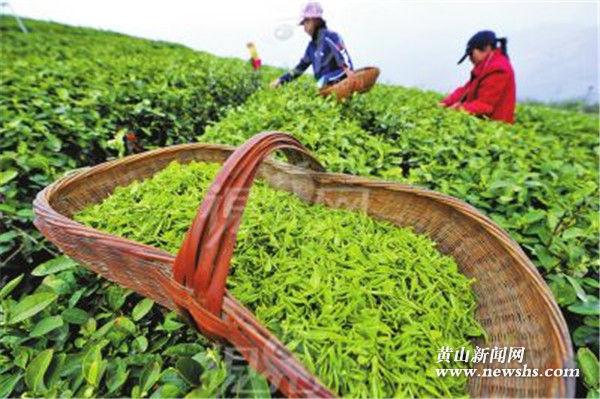 安徽黟县:春茶采摘在即 茶农茶企全力备战“增收仗”