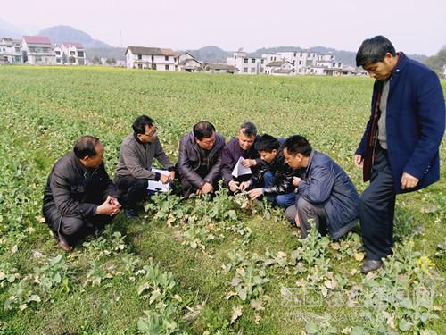 江西武宁县开展油菜田间病虫害防治指导工作