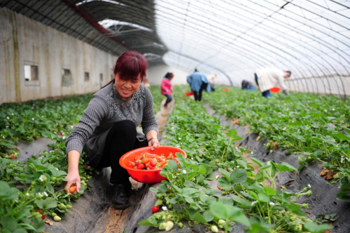 河南中牟:小草莓撬动大产业