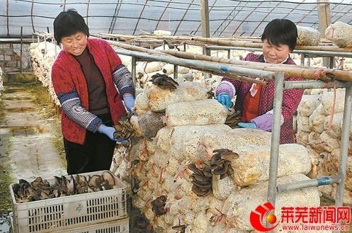 山东莱芜:因人制宜增收 农业产业带动精准脱贫