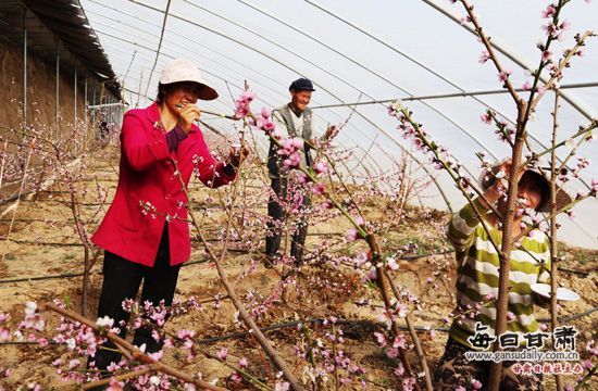 桃花盛开 甘肃定西农业观光园春景怡人