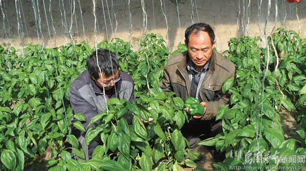 内蒙古乌兰察布市水泉村的无公害蔬菜上市啦