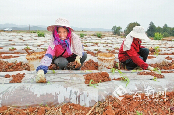 ���ϳ���Ĳ���ط�չ��ɫ��ֲ