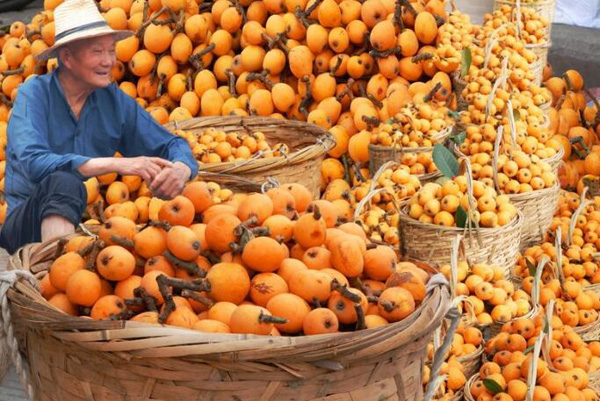 浙江杭州:今年吃塘栖枇杷,可要多掏钱咯