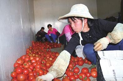 �����������̷�԰�����������