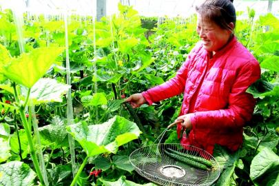 ɽ�������أ��߲˲�ҵ��ũ����