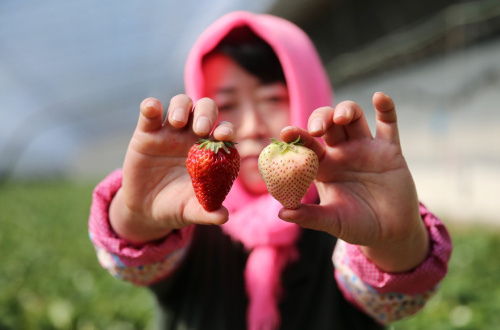 312գɳӽֵũչʾͨݮ롰ײݮ