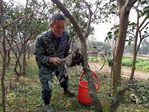 湖北巴东:应对“倒春寒”金果坪果农给果树“保暖”