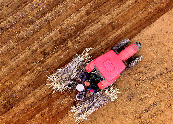 317գڰɫҽ壬ũʻֲָᡣ