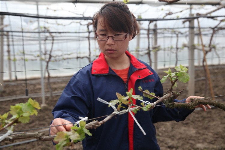上海马陆早熟葡萄吐新芽