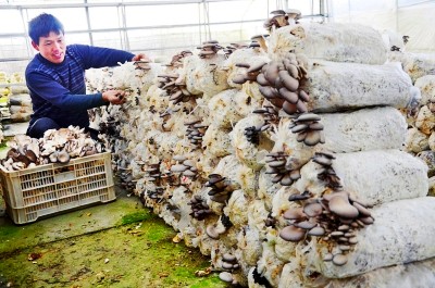 ½ËÕãôºéÏØ£ºÆ½¹½ÆÌ³öÖ¸»Â·