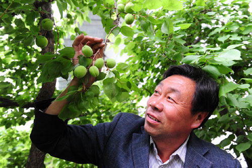 3月24日,河南巩义一名农民在展示已经挂果的反季节杏。