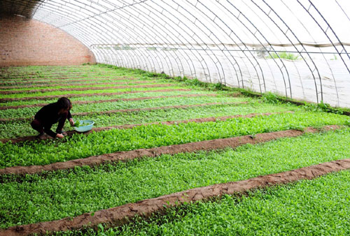 3月24日,河南巩义一名农民在种植有芝麻菜、雪菊、朝鲜荠等特色蔬菜的日光温室里劳动。