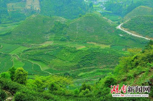 湖南保靖打响“黄金茶”产业精准扶贫“攻坚战 ”