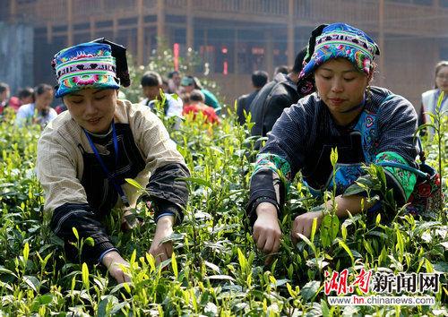 保靖黄金茶种植面积广阔。