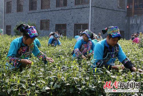 茶农采摘春茶。