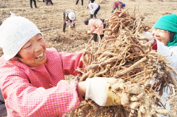 山东阳谷药农抢抓农时收药材
