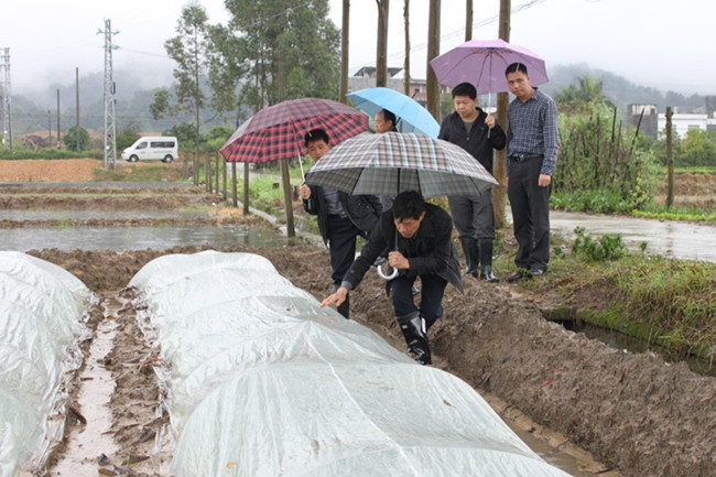 广东惠州:春分过后雨肆虐 科学护苗保生产